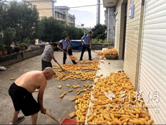 泪目了！湖北襄阳，阴天即将下雨，老人门口的上千斤的苞谷还没来得及收，再晚一会可能