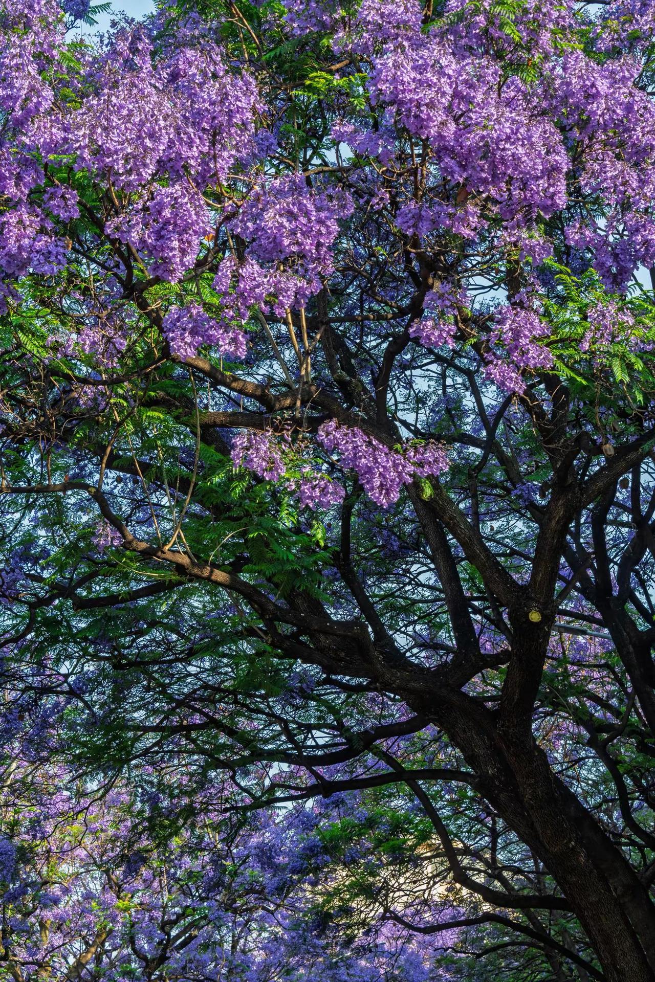 昆明教场中路蓝花楹。昆明教场中路蓝花楹