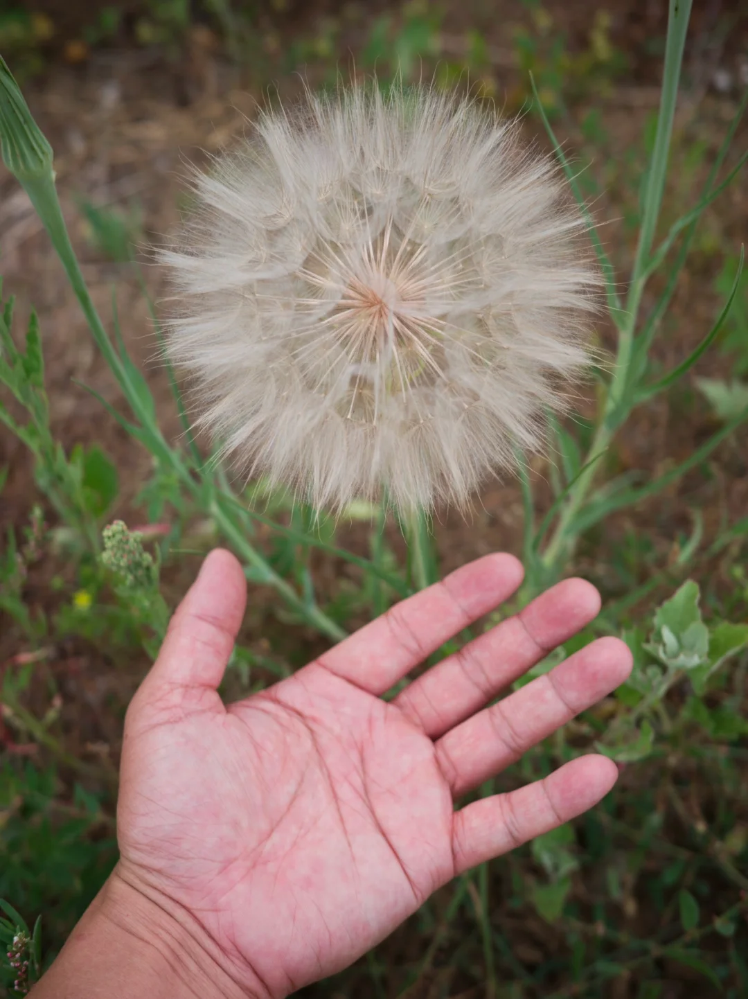 plus版蒲公英 | 黄花婆罗门参