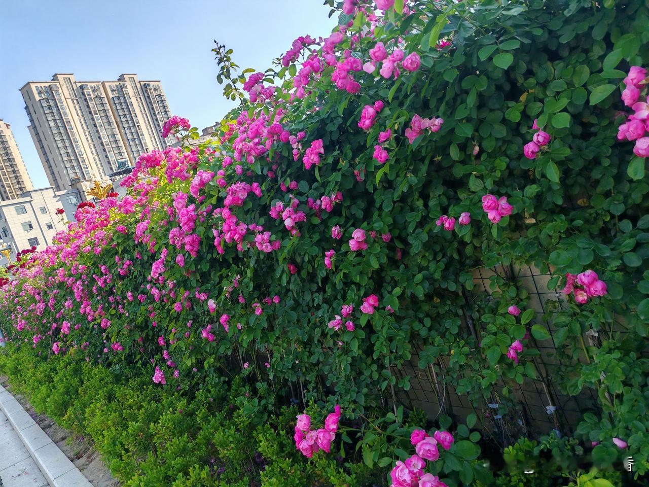 坐标，湖北麻城，麻城的小伙伴，给大家介绍一个新的春日赏花好去处。

这里是麻城的