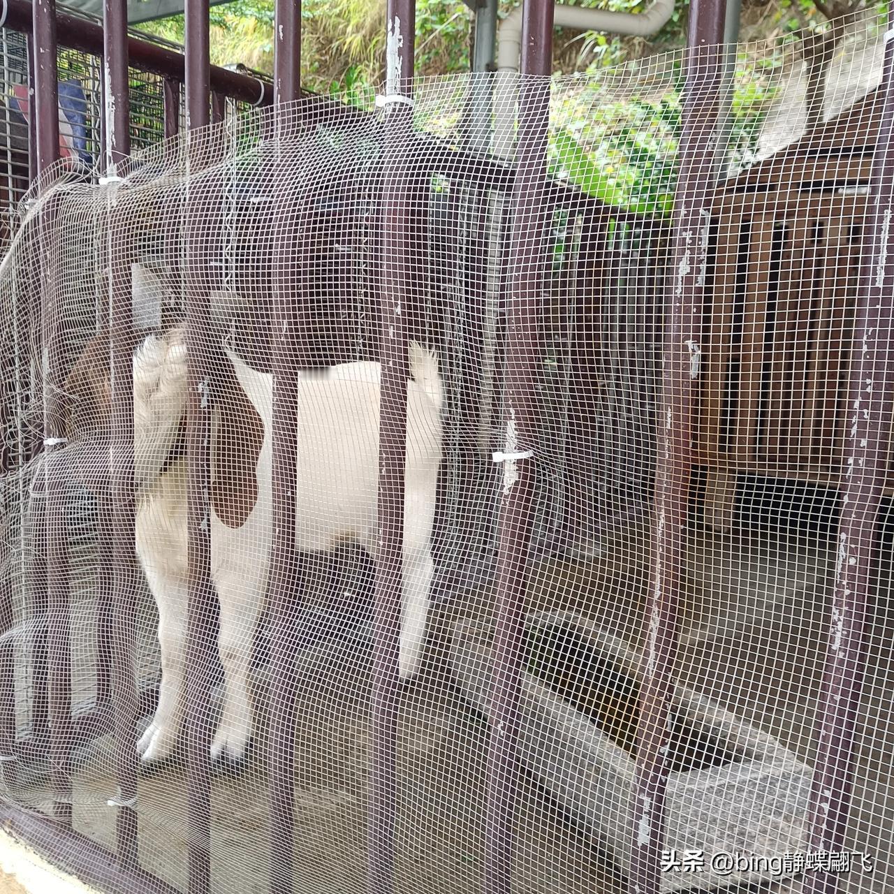让大家看看动物，这里有羊，猪，牛，马，真可爱！
冬日生活打卡季 
动物