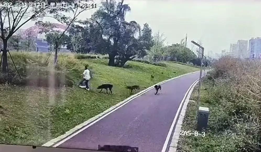 江西这次狗咬人事件，可以说把所有养犬的恶劣因素全部都给凑齐了，不但是在市区，而且