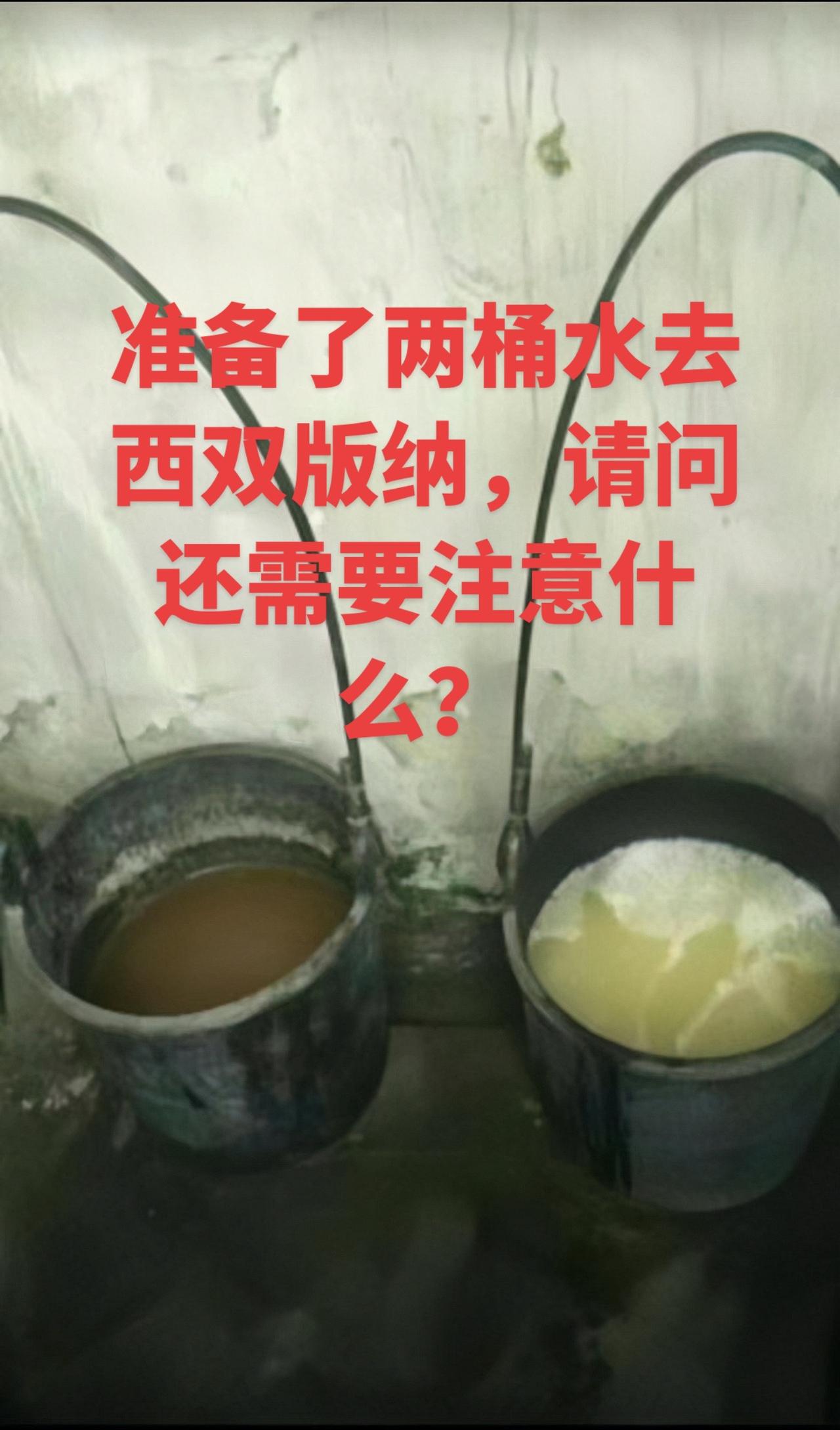 西双版纳泼水节的正确玩法 云南泼水节
