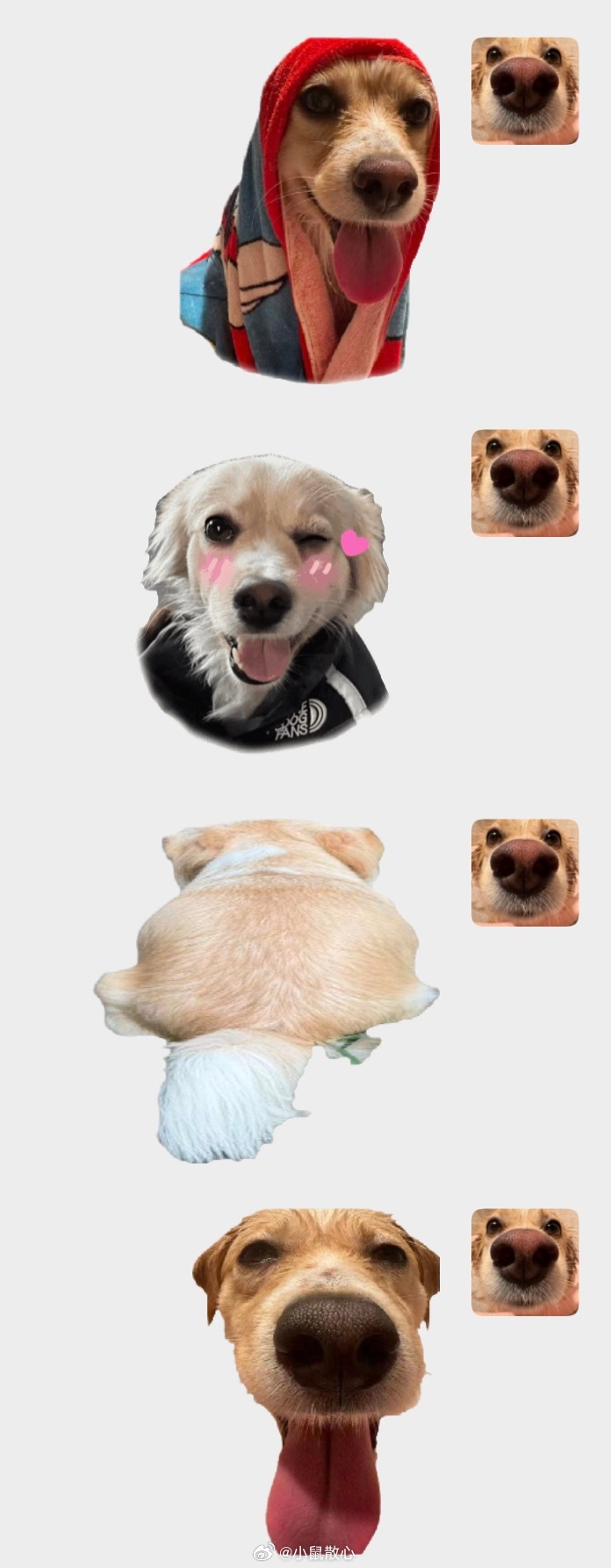 好喜欢我的狗🐕自从狗子开智之后越来越爱惹