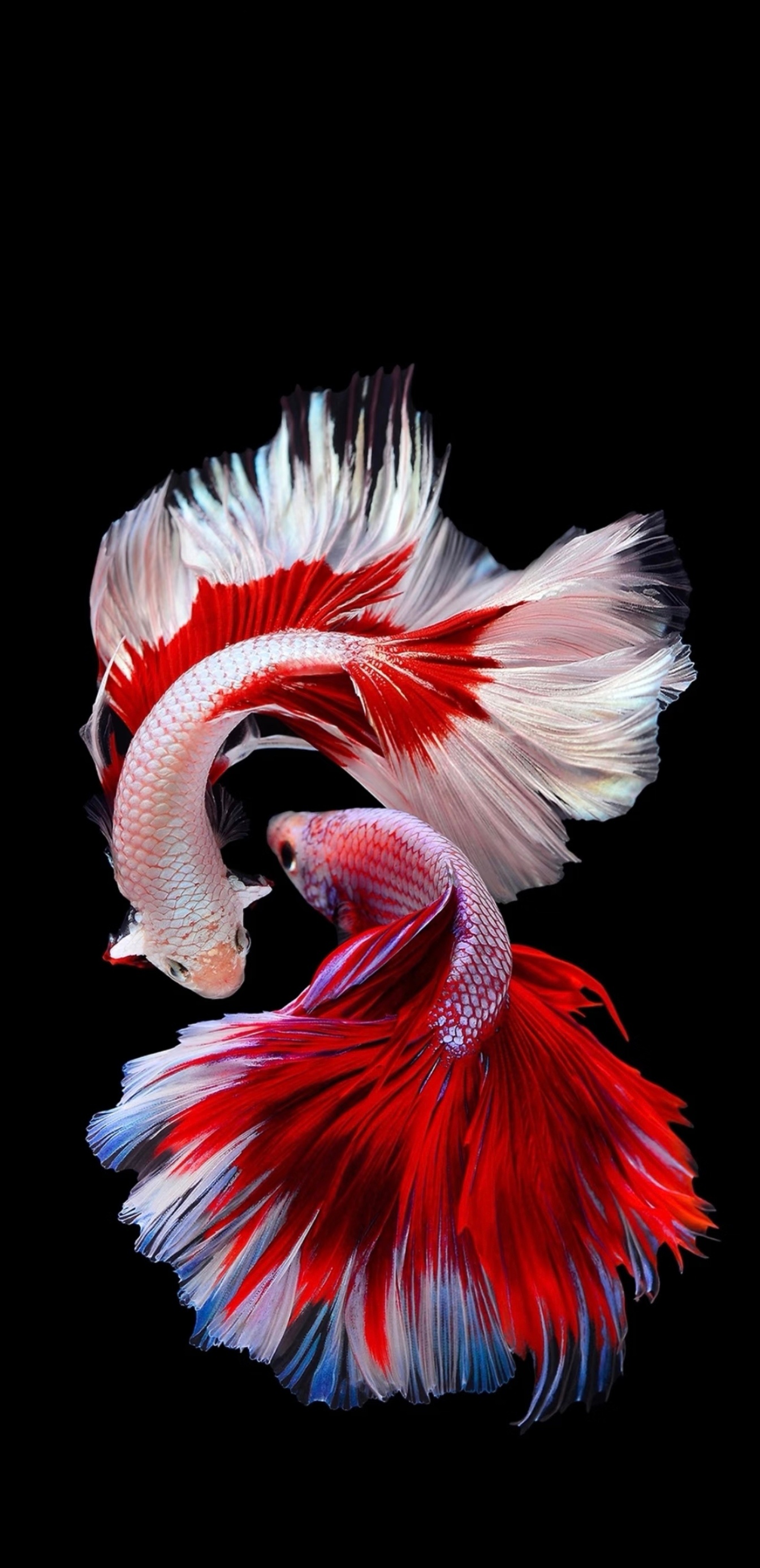 分享图片 