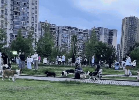 狗狗们的乐园……