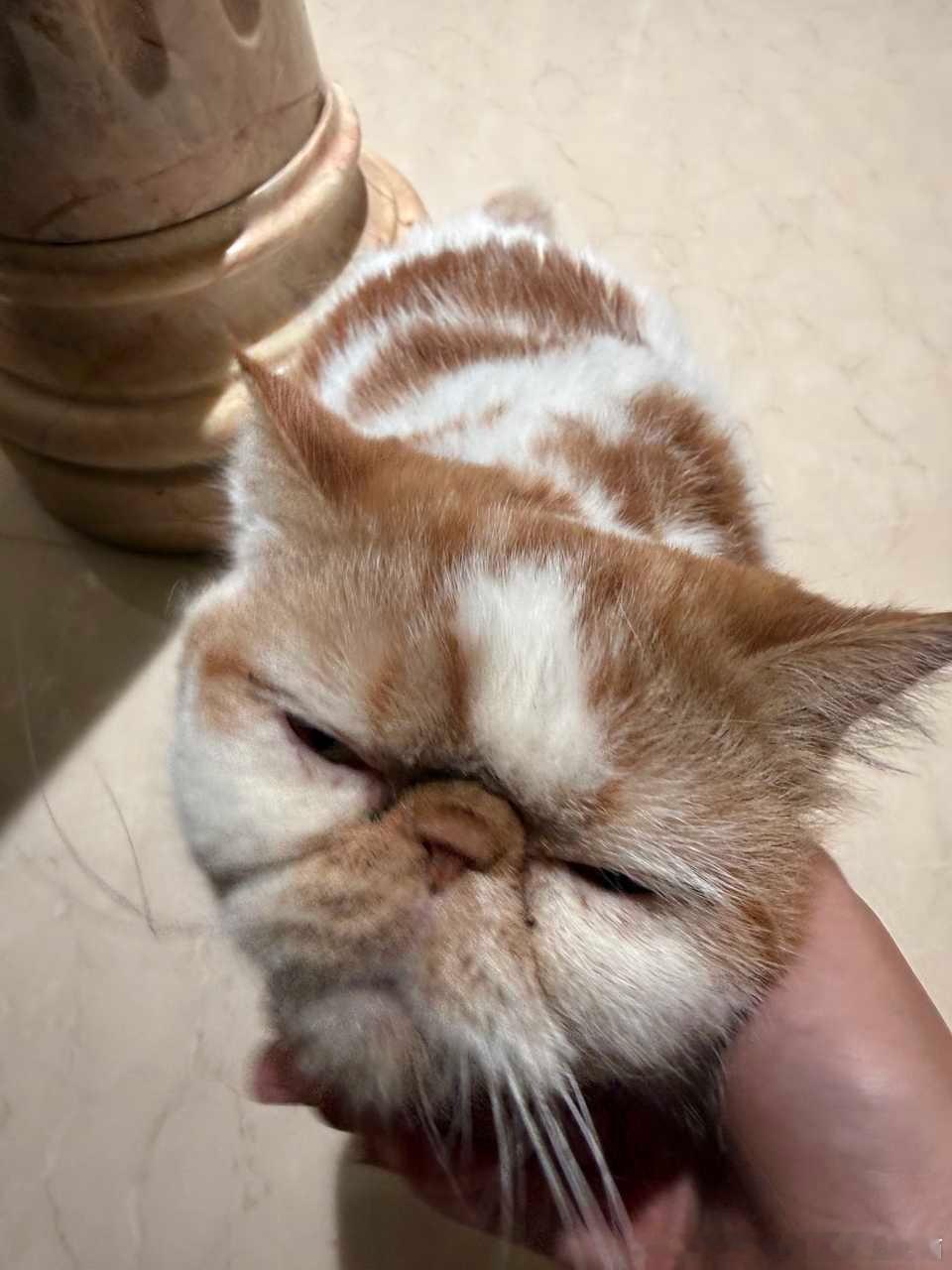 50333【丑猫】最美生图 