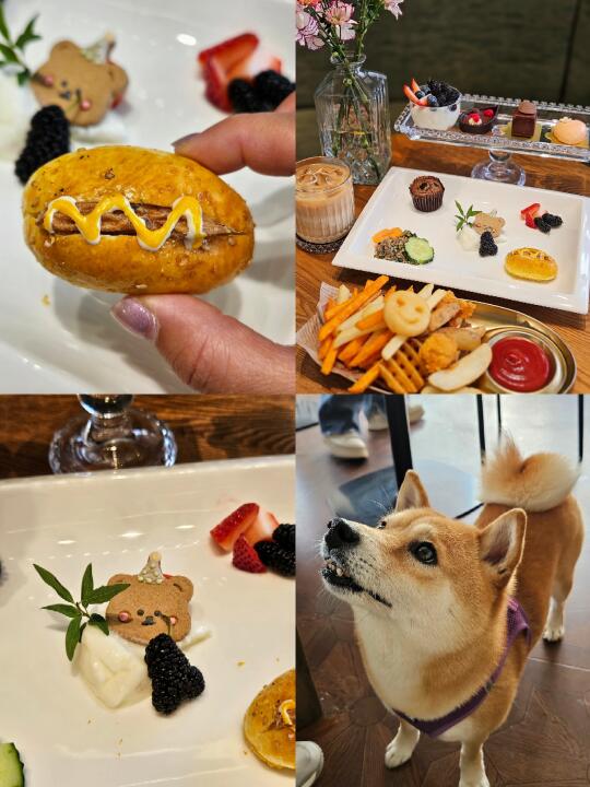又来找我的好朋狗🐶们玩了