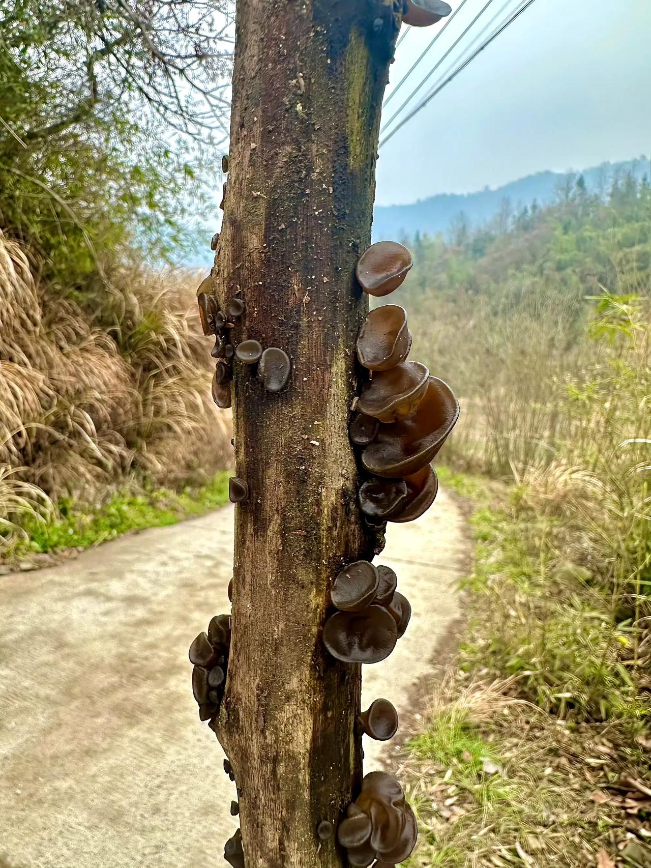 这木耳可不可以吃？