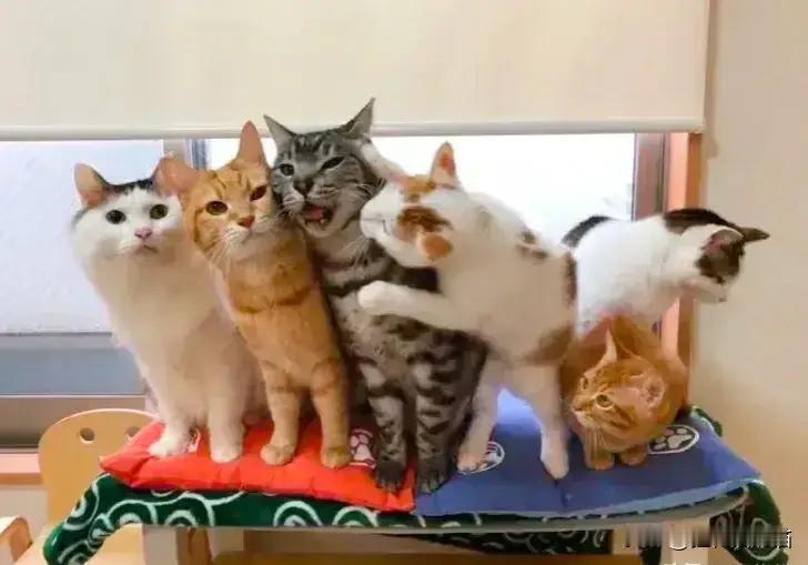 六只猫猫拍照，一个操碎了心了的猫[捂脸][捂脸][捂脸]这样子也太可爱了