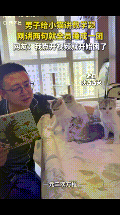 “笑不活了！”近日，陕西一男子闲来无事突发奇想，给家中小猫们讲数学题，本以为小猫