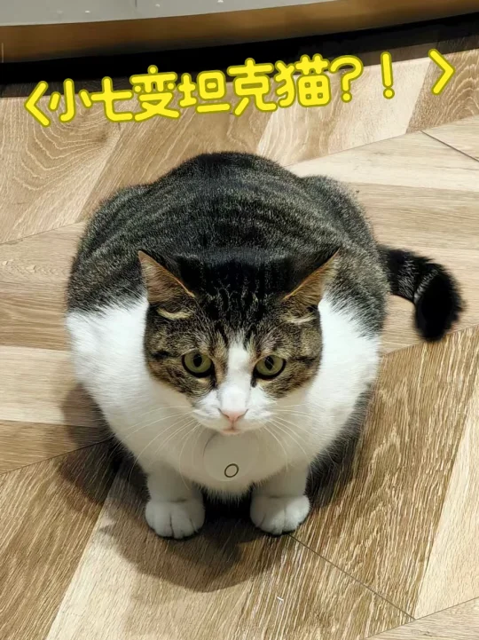 这猫懂幻术？！