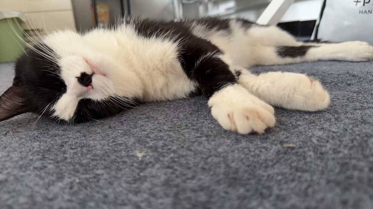 小奶睡觉的主视图和俯视图daily奶牛猫 （投稿：） 