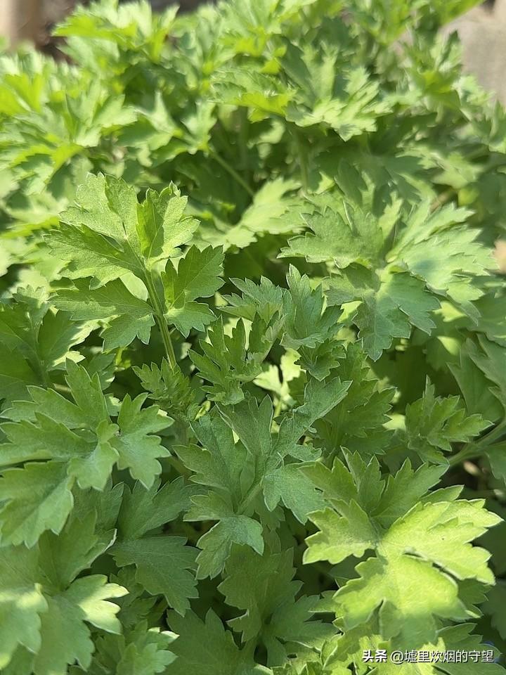 春天到了，门前的小院又充满了生机。

院子里不知何时长出了这种野菜，看到长得这么