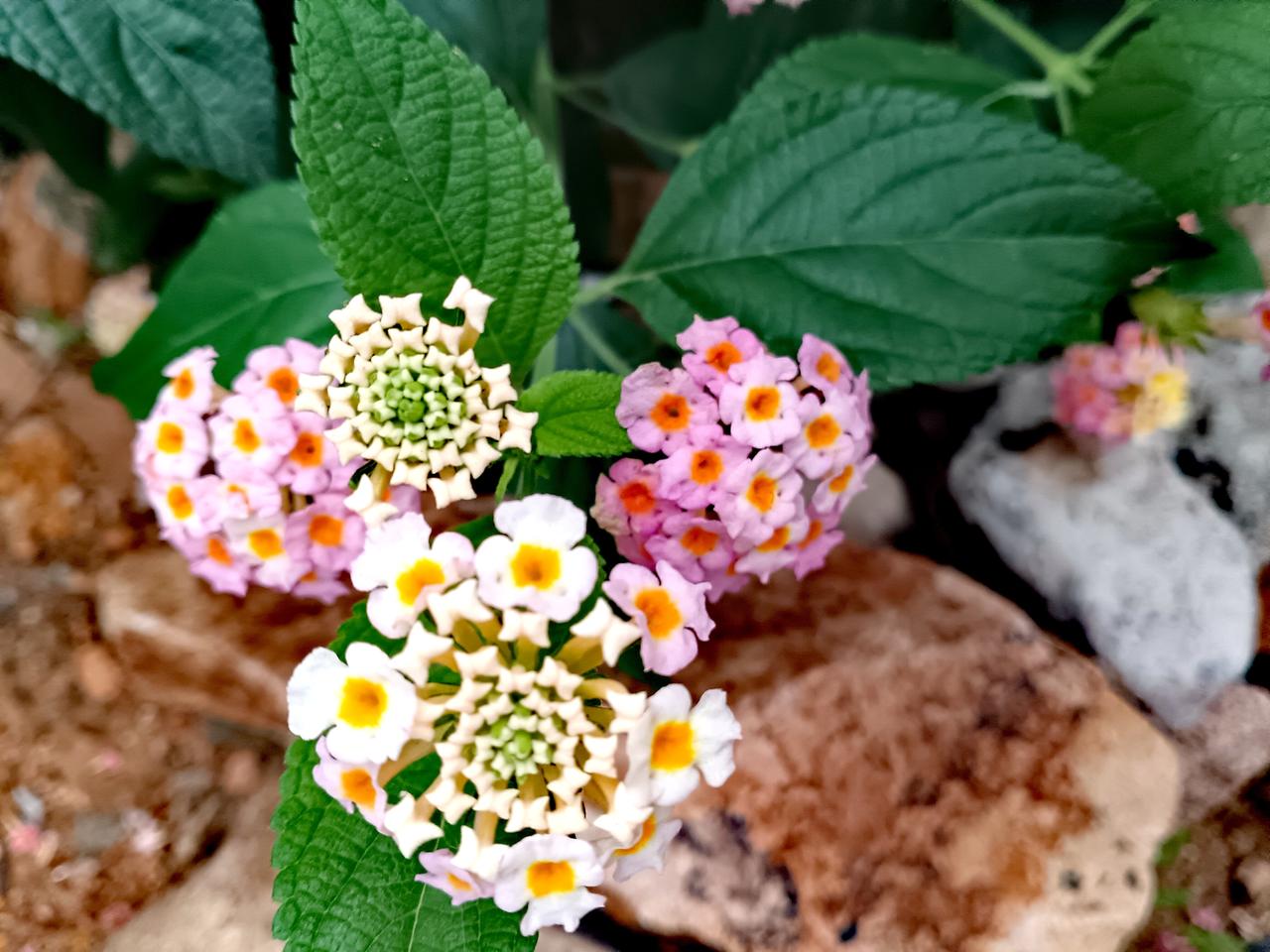 分享一张你拍的花，什么花都行这是马缨丹，也叫五色梅、臭草。它的花朵小巧密集，呈头