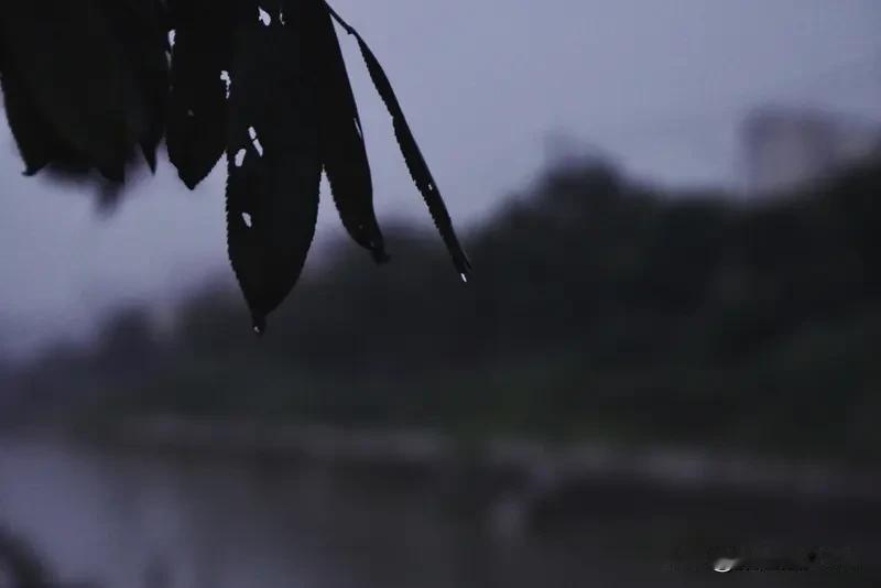 漫步在蒙蒙细雨中，世界仿佛被按下了静音键。雨丝轻柔地拂过脸颊，带来一丝沁人心脾的