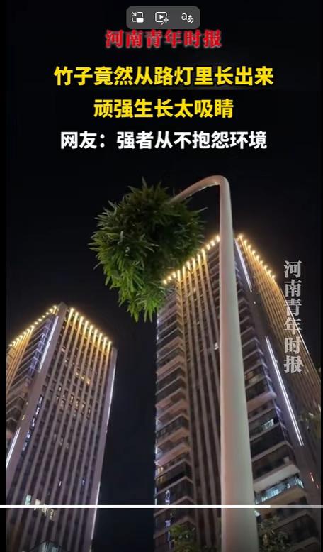 竹子从路灯里长出来：强者从不抱怨环境！
南方物种 强者从不抱怨环境 环境改变人 