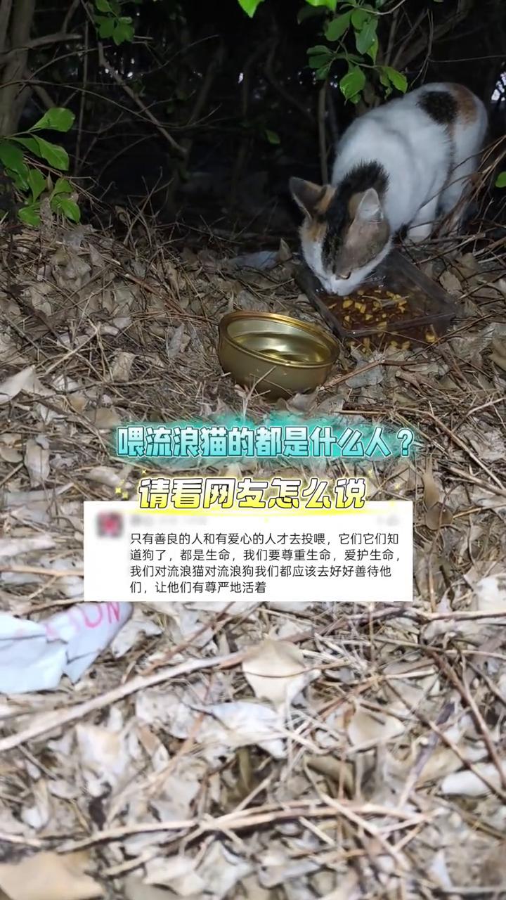 喂流浪猫的都是什么人？请看网友怎么说。
只有善良的人和有爱心的人才去投喂，它们知