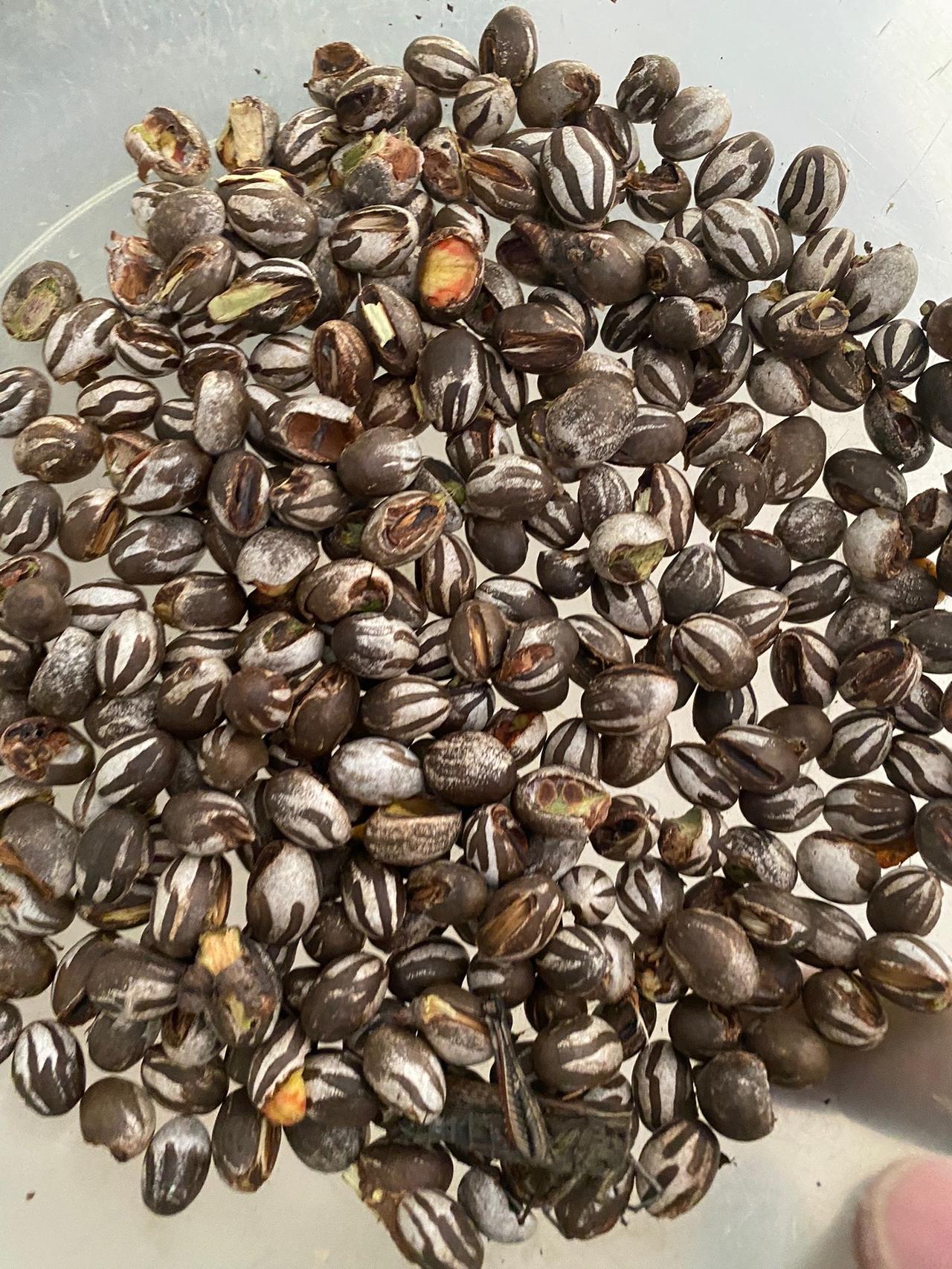 你吃过吗？小时候玩过吗？顶牛玩#美食