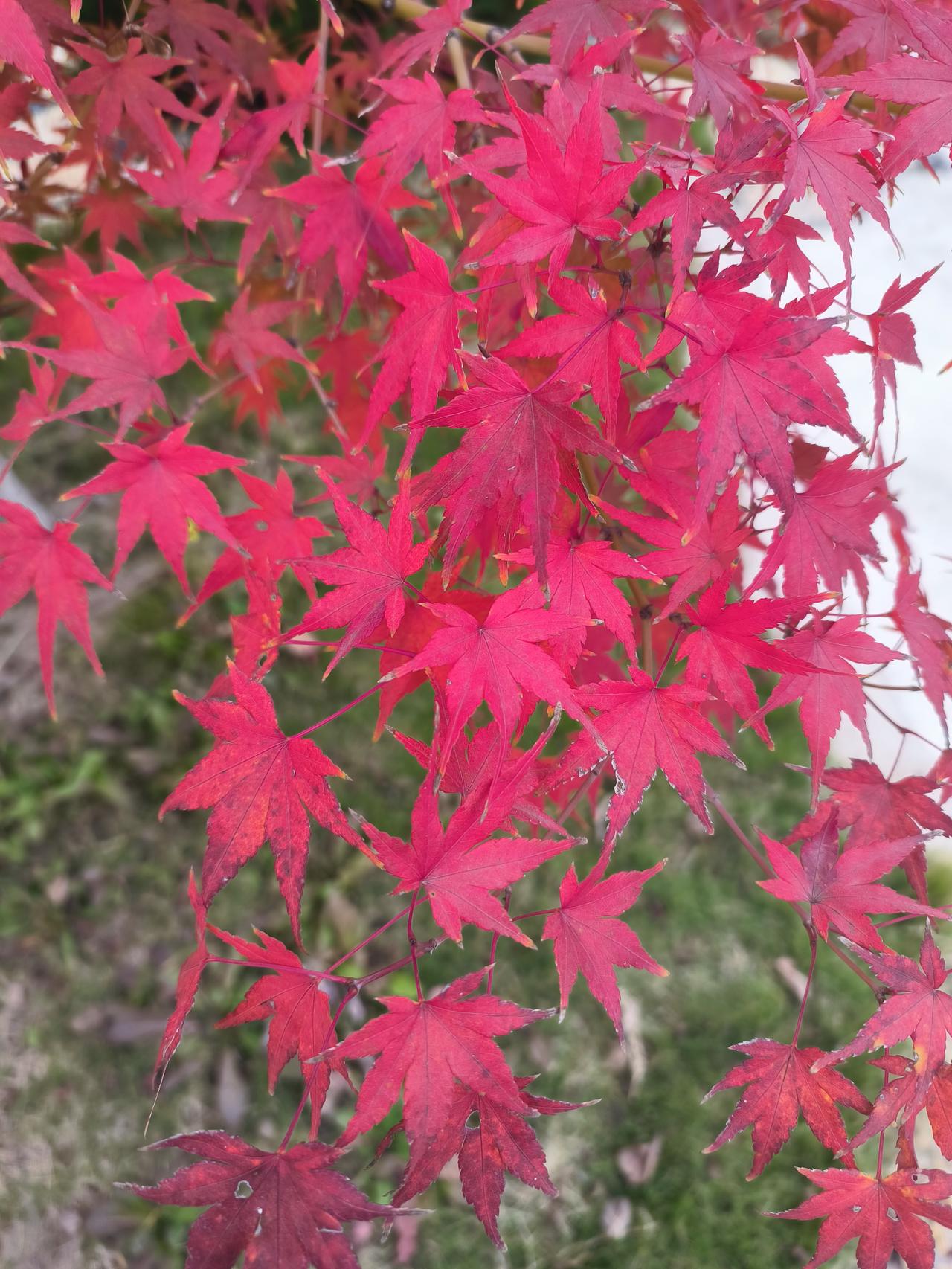 学生的心，往往是向着学校的，如果外人说学校不好，很多学生会不愿意，甚至与别人翻脸