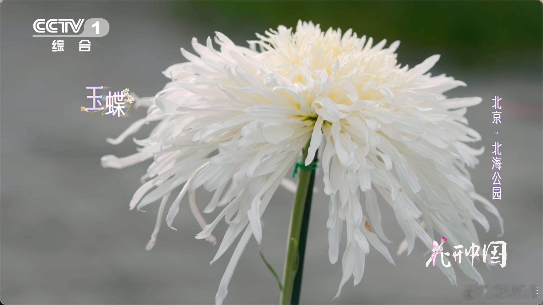 已经到了能看懂菊花美的年纪了中国人有多会取名 终于get到“采菊东篱下”的浪漫！