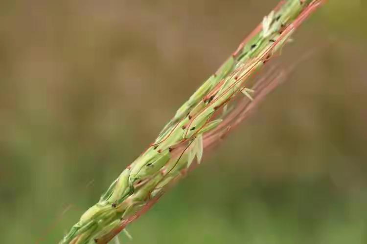 2010年的夏季，秦川大地被毒辣的日头炙烤得发烫，黄土高原的沟壑间，长着各种各样