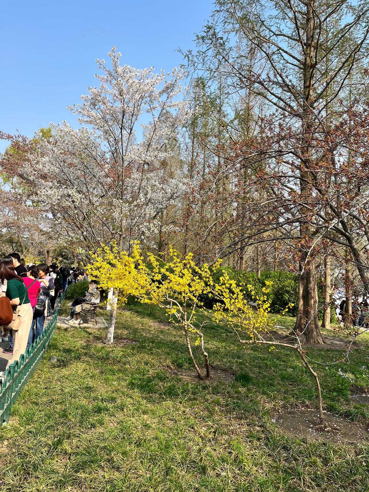 春日生活打卡季玉渊潭，百花争妍。尝一口樱花酸奶。