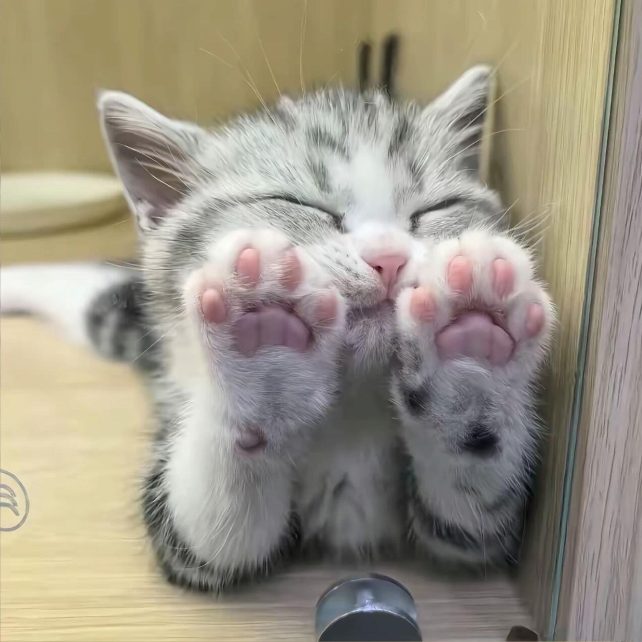 举起猫爪！ 