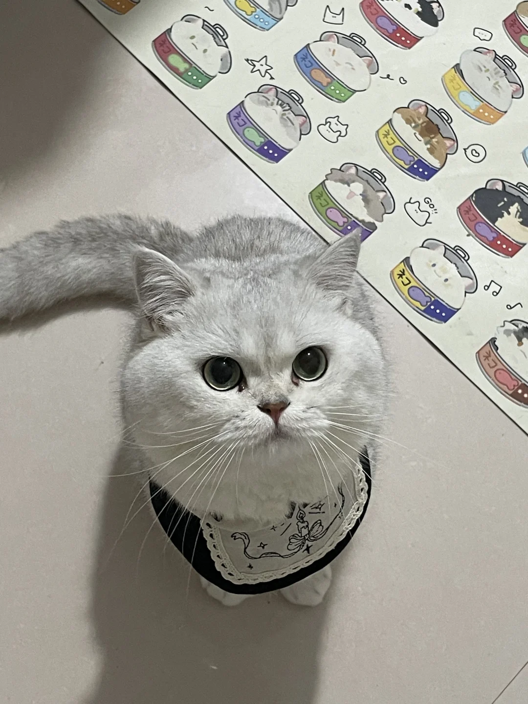 圆脸猫咪有多可爱！