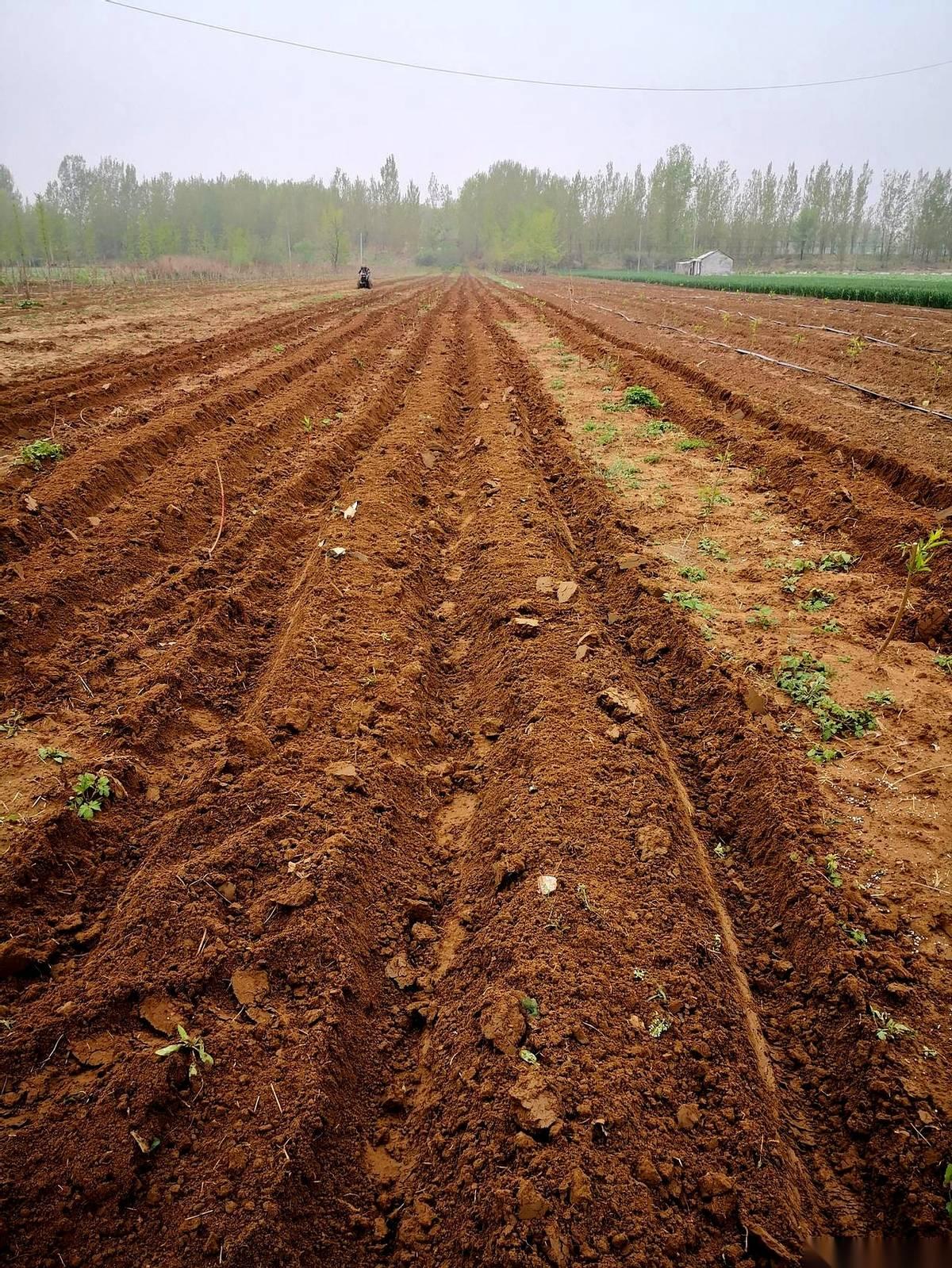 账本一翻，三千多块已经砸进了地里。昨天在扶沟花了380，今天请6个人工又支出去6