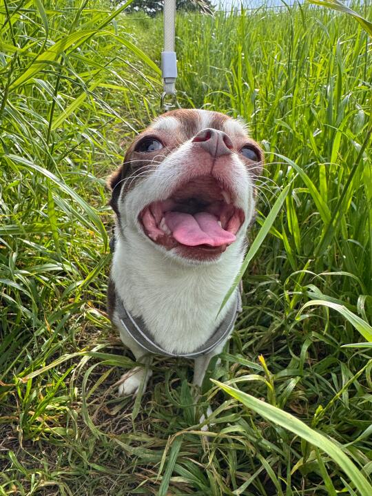 宝贝妈都看到你嗓子眼啦！｜吉娃娃