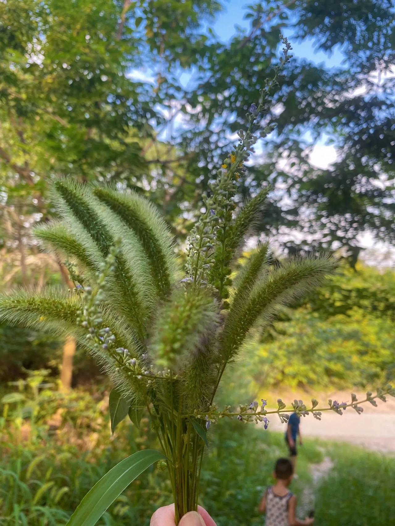 惬意的农村生活
喜欢这个季节，到处都是绿油油的，农村充满人间烟火气，到处都是小鸟