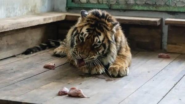 李女士对园方的回复表示不满，并质疑可能存在喂养过失。

李女士连续两年缴纳认养费