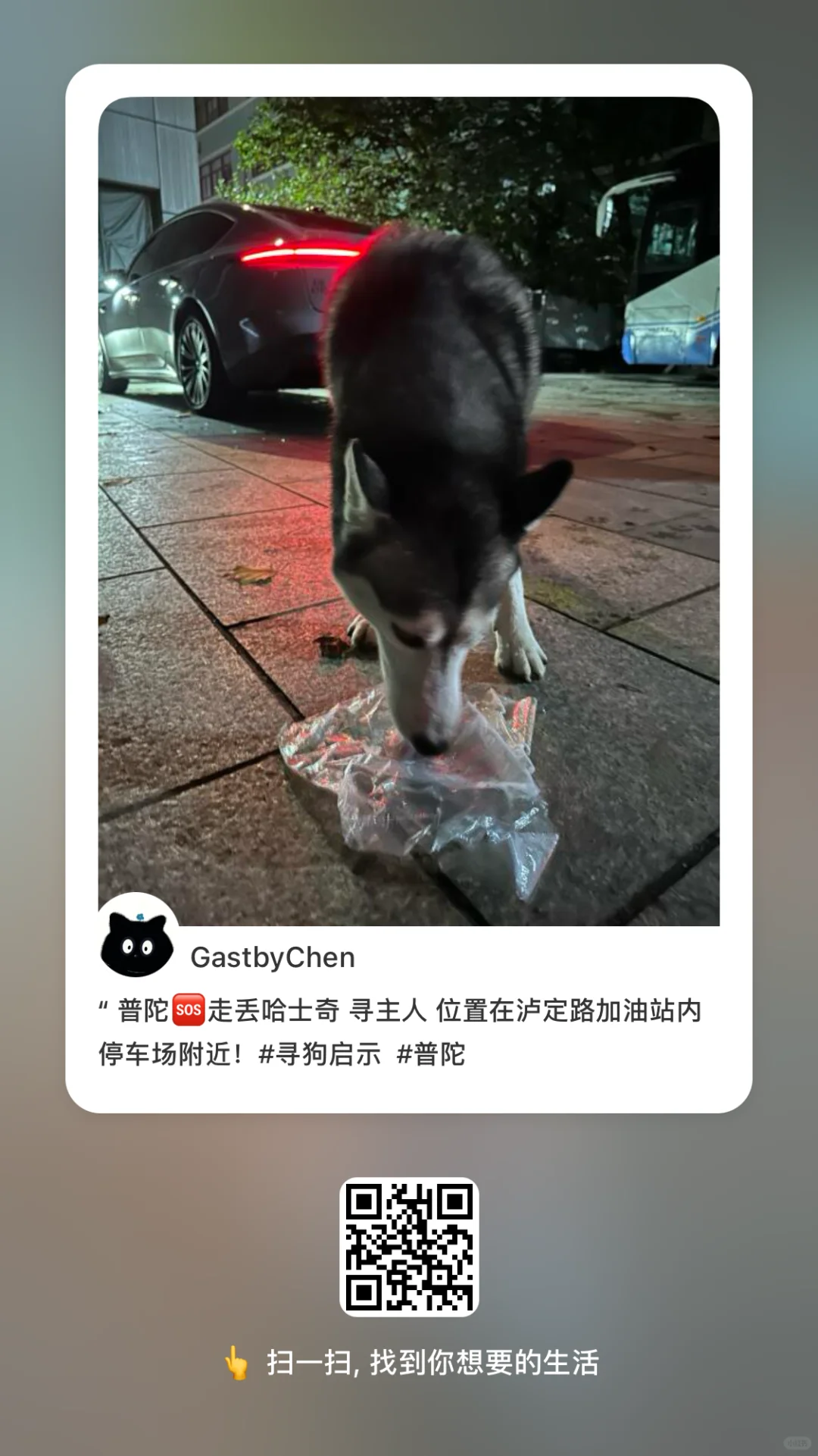 上海普陀区谁家哈士奇走丢了