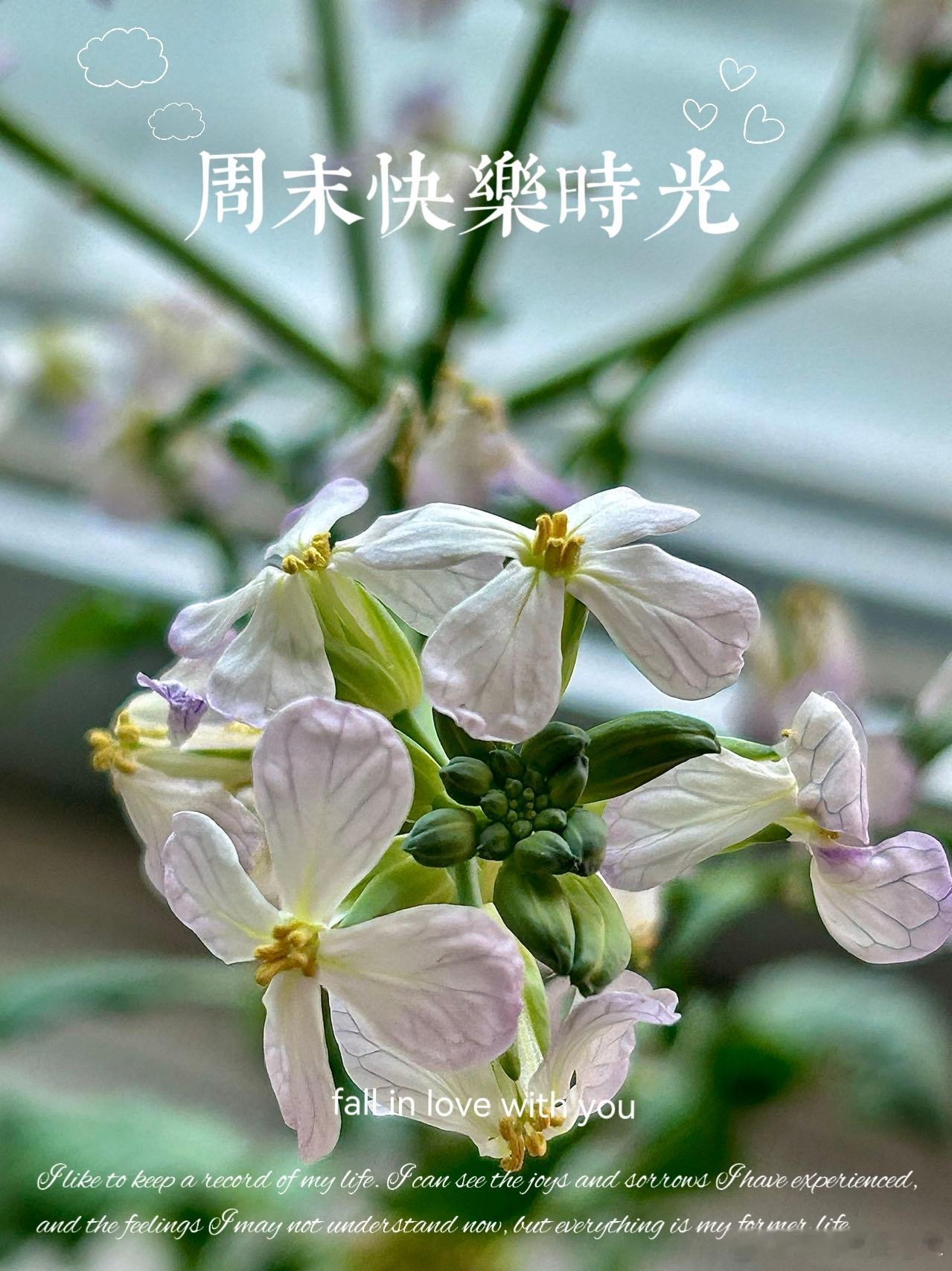 #早安# 周末愉快🌺🌺🌺 ​​​