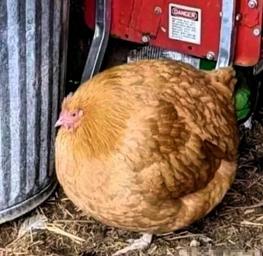 事情是这样的：一个小女孩把鸡画得太圆太肥，被美术老师评判不合格。

孩子满心委屈