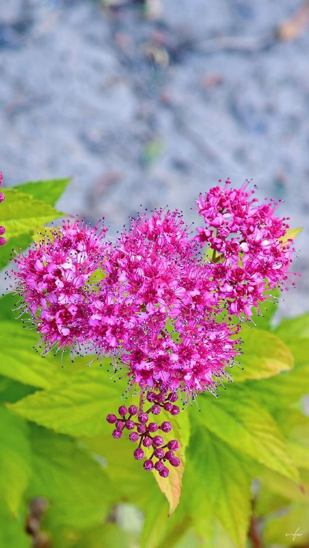 ‎种植 粉花绣线菊（Spiraea japonica）是蔷薇科绣线菊属的落叶灌木