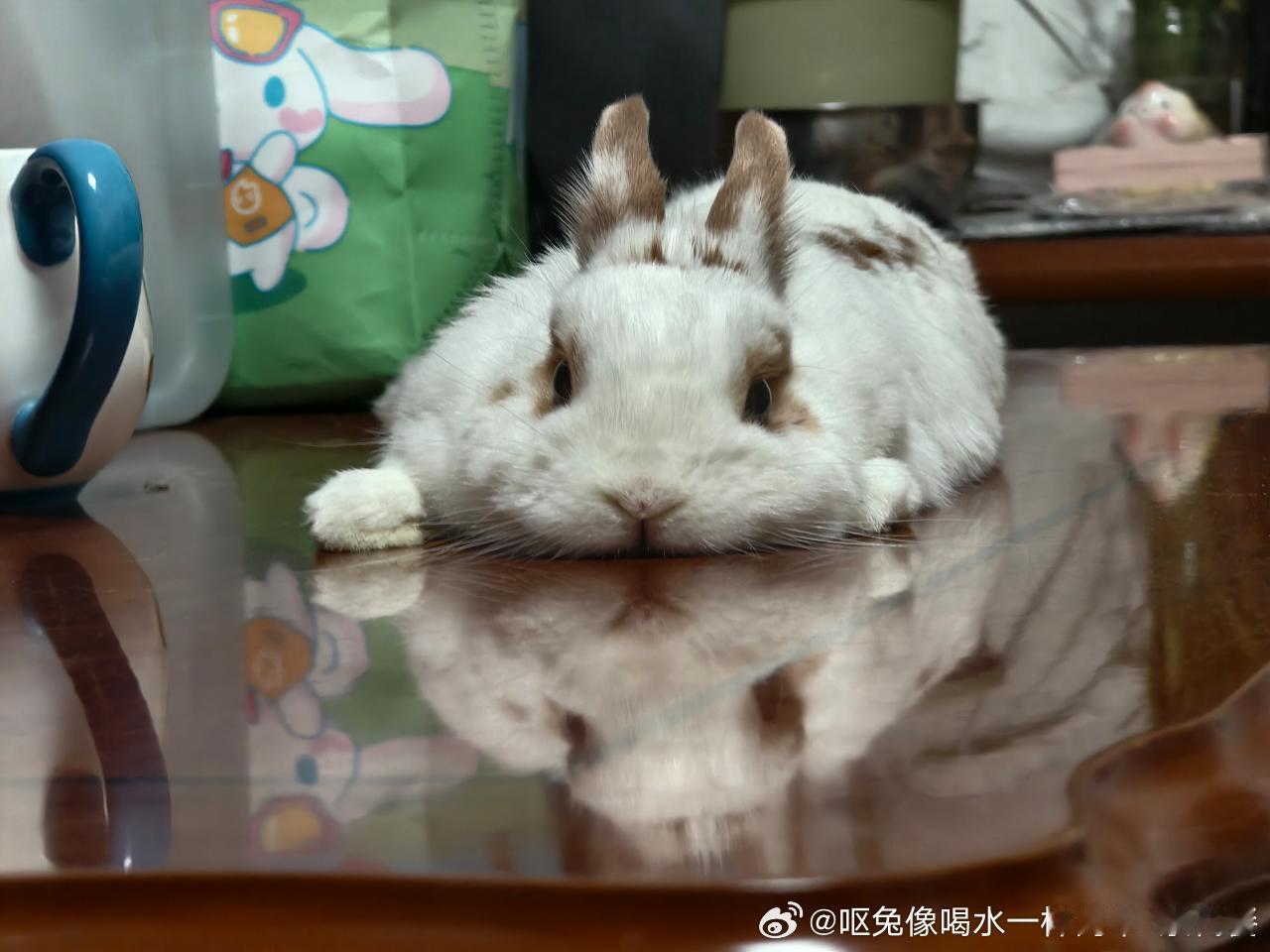 15055🐇【小兔马卡龙】融化了 ​​​