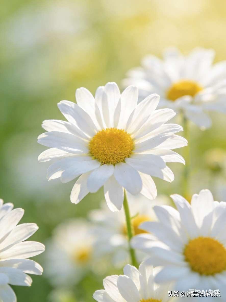 航船需要靠岸
人生也是
 
告别
奔波劳碌
 
迎接
岁月安然
 
给闲适的自己