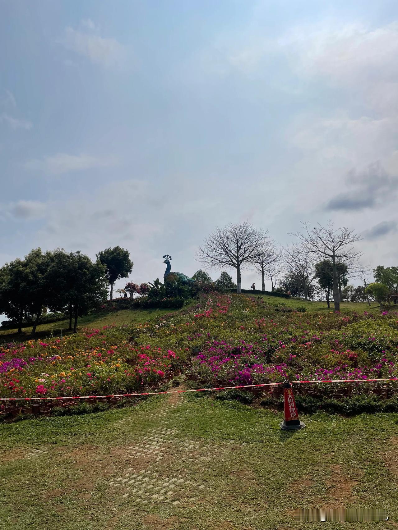 在东莞植物园，春天不是一个季节，而是一场盛大的花事。
一踏入，目光便被那惊艳的凤