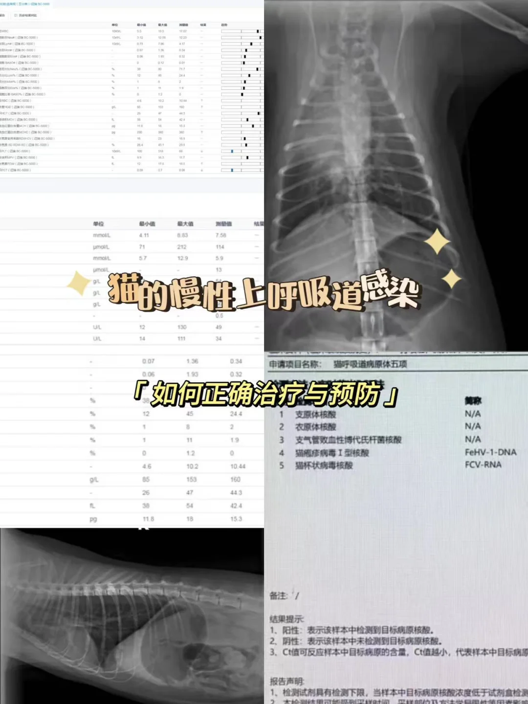 猫咪呼吸道感染别忽视，小心拖成鼻窦炎！