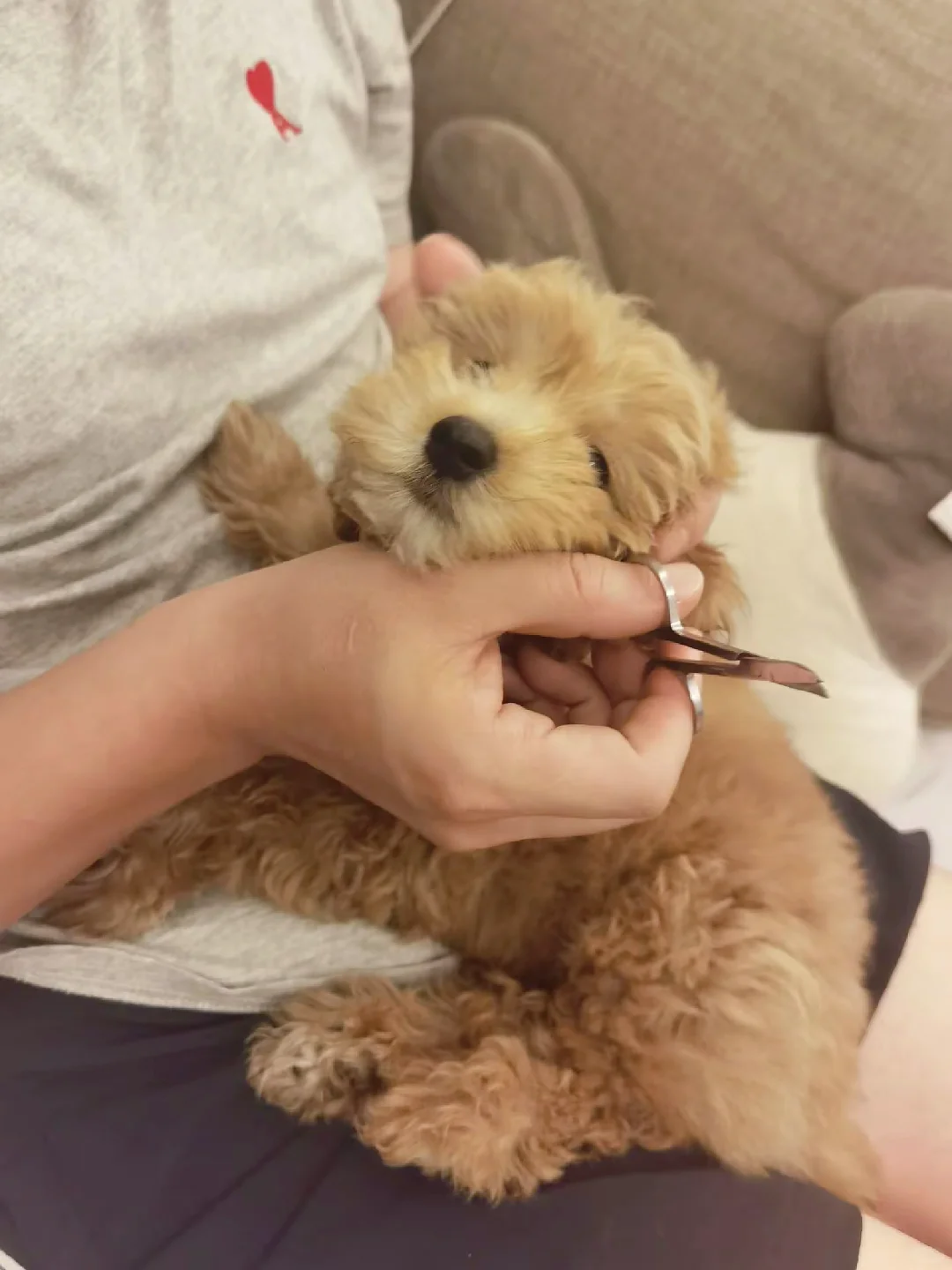 去年今日的小小奥利