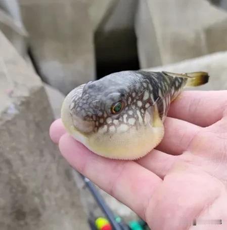 悲剧还是发生了！近日，辽宁大连，一男子在海边钓鱼时，钓上来不少河豚，他知道这种鱼