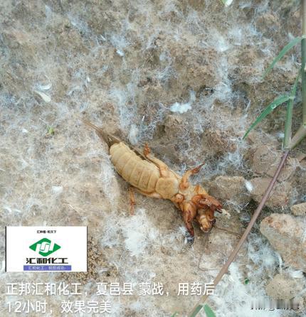 【科学种植】防治地下害虫，防治蚜虫、菜青虫等地上害虫，可以选择蒙战8%高效氯氟氰