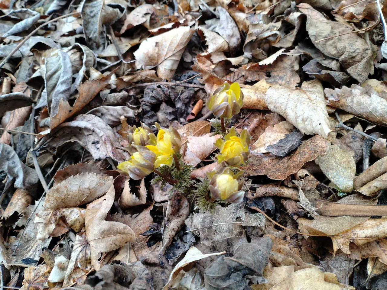 与痛风的斗争历程198
 
   今早起床，浑身关节都很舒服，没有以往那种酸胀隐