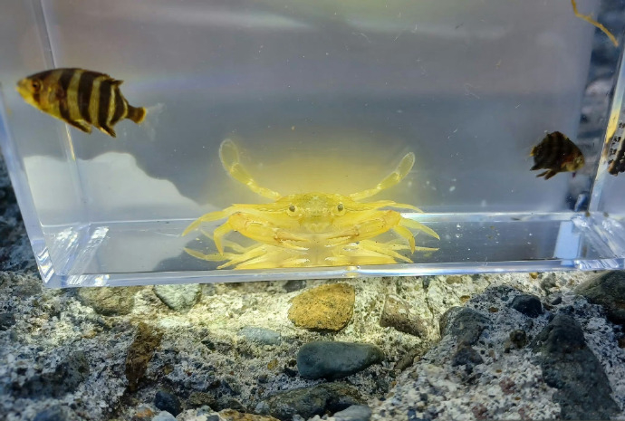 遇到发光螃蟹  不要无视  你将开始转运 ​ ​​​