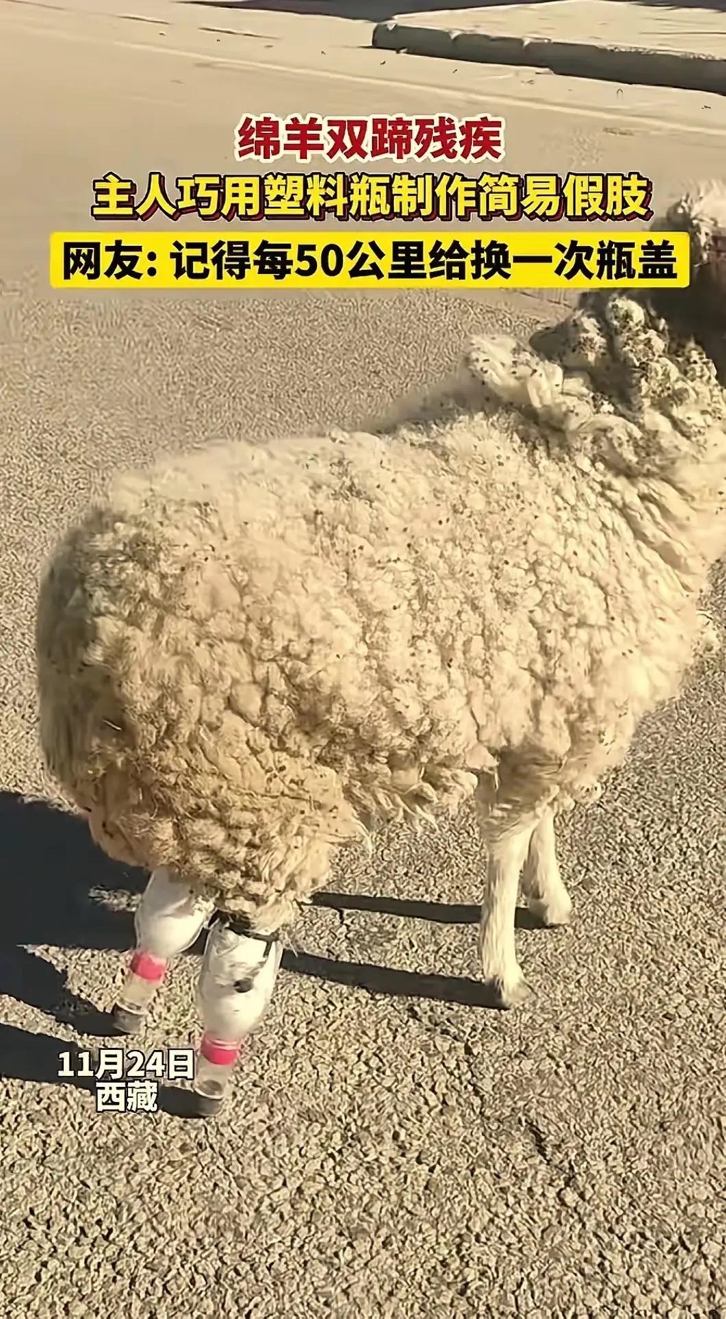 人类太聪明了！一只小羊因寒冷冻坏了双蹄，再也无法站立行走。本以为此生只能躺平，结
