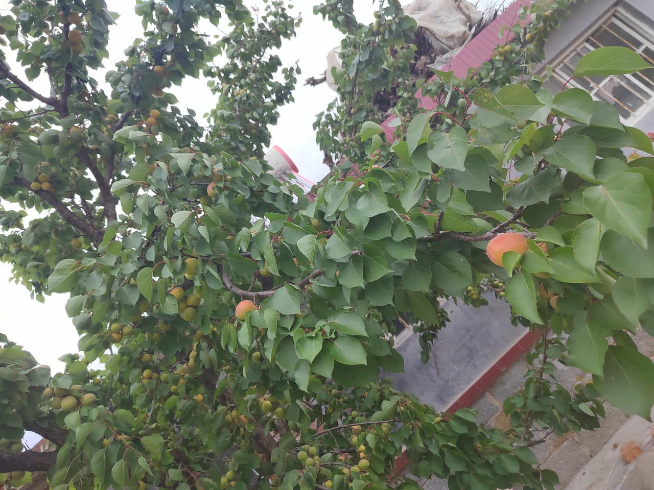 分享随手拍的景色一树杏花盛开得到满满一树硕果哈