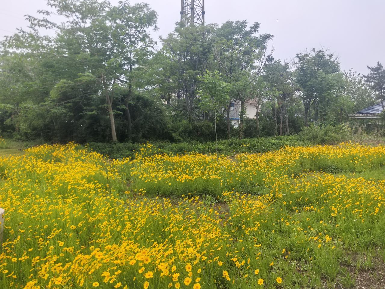 晒图笔记大赛公园里的金鸡菊