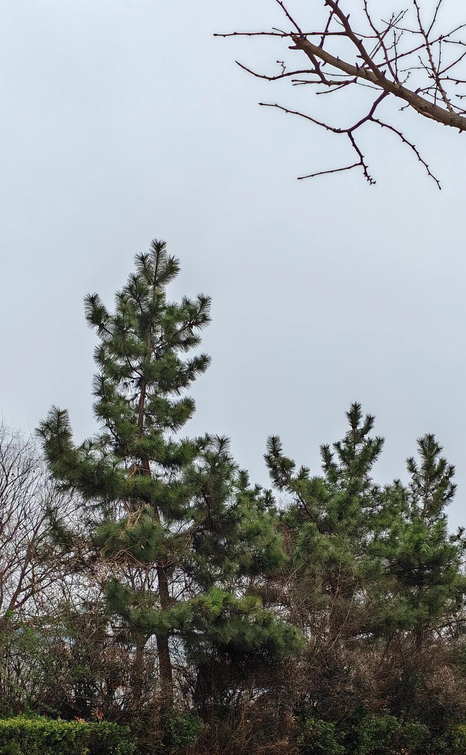 绿化带的松树，长得越来越好看，为城市的绿化增加了一抹绿色。